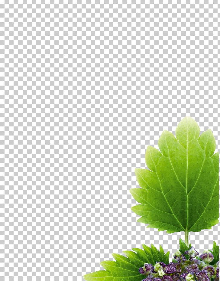 KLORANE Shampoo With Nettle Hair KLORANE Shampoo With Nettle Botany PNG, Clipart, Botany, Branch, Chamomile, Common Nettle, Computer Wallpaper Free PNG Download
