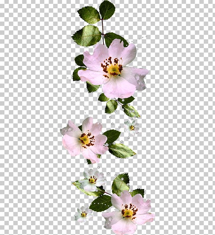 Petal Favourite Flowers Of Garden And Greenhouse Garden Roses PNG, Clipart, Blossom, Branch, Cut Flowers, Fleur, Flora Free PNG Download