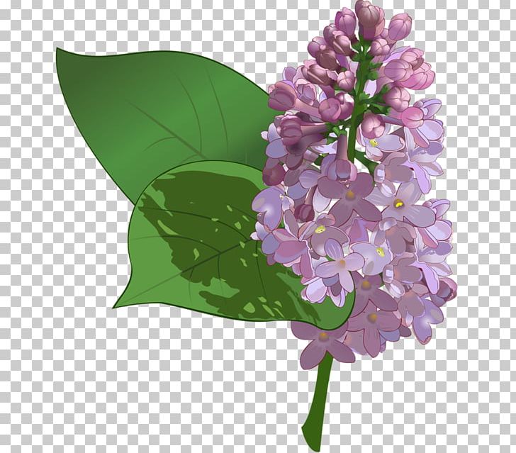 Portable Network Graphics Graphics Flower PNG, Clipart, Centerblog, Cut Flowers, Floral Design, Flower, Flowering Plant Free PNG Download