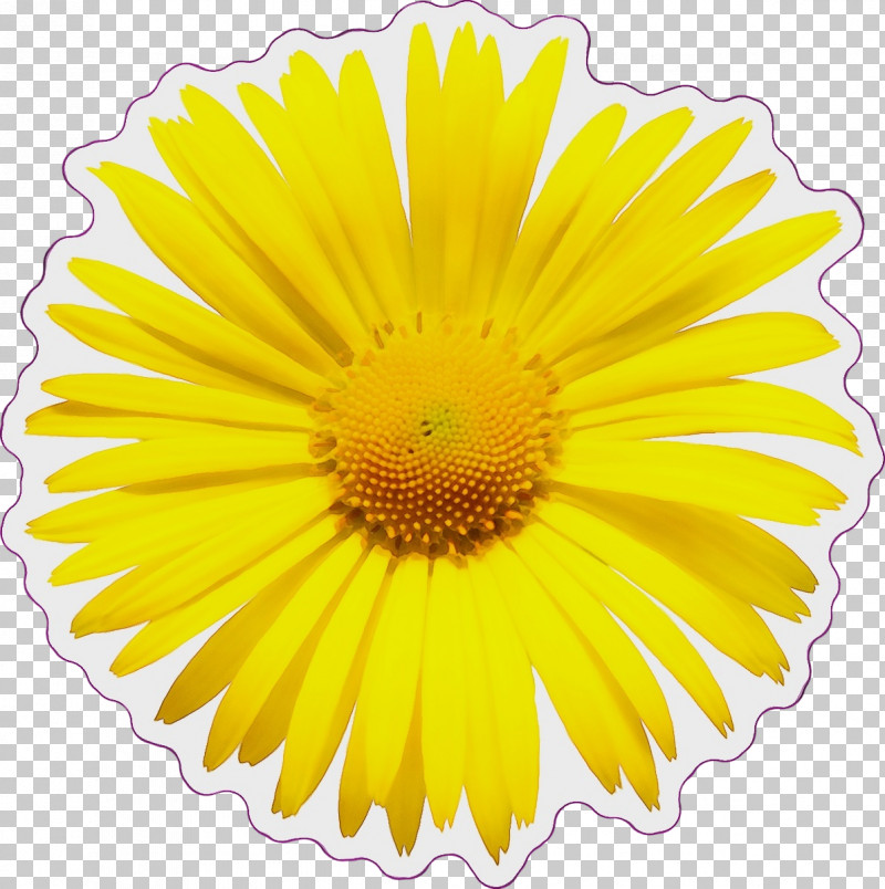 Flower Transvaal Daisy Mayweed Cut Flowers Yellow PNG, Clipart, Abstract Art, Chrysanthemum, Cut Flowers, Flower, Mayweed Free PNG Download