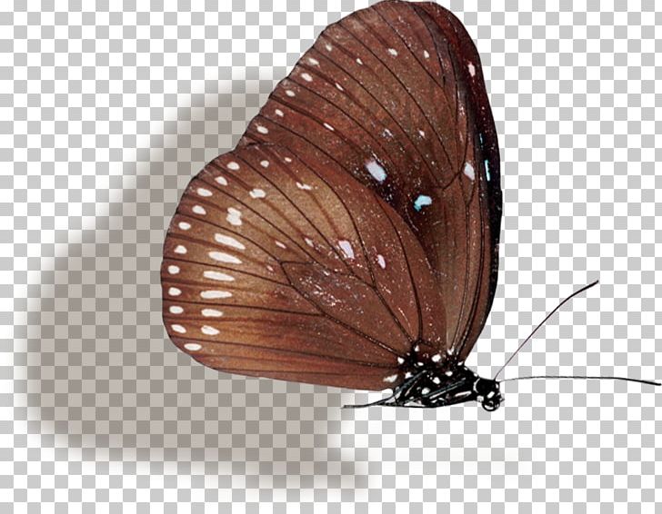 Brush-footed Butterflies Butterfly PNG, Clipart, Arthropod, Brush Footed Butterfly, Butterfly, Insect, Insects Free PNG Download