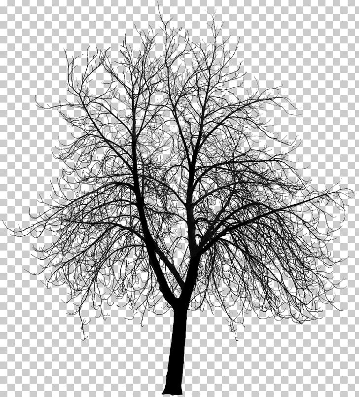 Tree Architecture Architectural Engineering PNG, Clipart, Architect, Architectural Engineering, Architecture, Black And White, Branch Free PNG Download