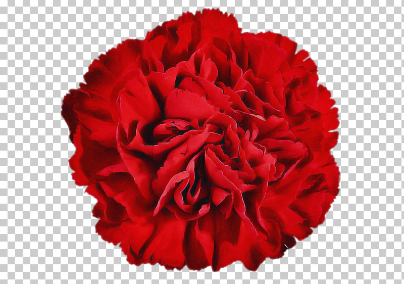 Red Flower Carnation Petal Cut Flowers PNG, Clipart, Carnation, Cut Flowers, Dianthus, Flower, Perennial Plant Free PNG Download
