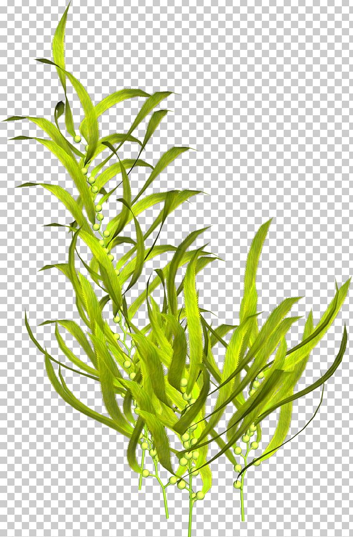 Aquatic Plants Seaweed Algae PNG, Clipart, Algae, Aquarium Decor, Aquatic Plants, Clip Art, Food Drinks Free PNG Download