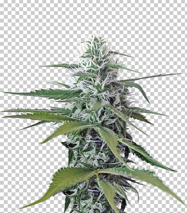 Cannabis PNG, Clipart, Cannabaceae, Cannabis, Cannabis Png, Cannabis Ruderalis, Cannabis Sativa Free PNG Download