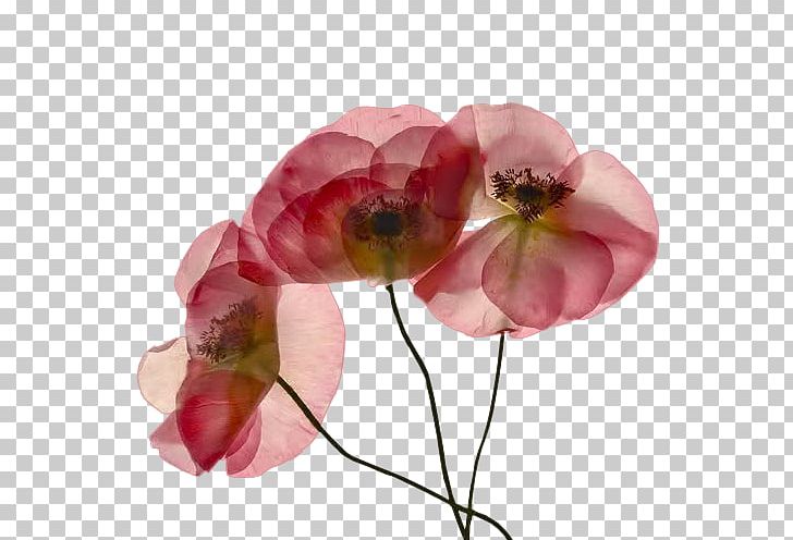 Creative Composition: Digital Photography Tips And Techniques Practical Artistry: Light & Exposure For Digital Photographers PNG, Clipart, Cross Processing, Cut Flowers, Digital Photography, Flower, Flowering Plant Free PNG Download