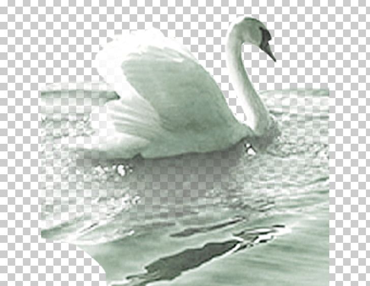 Cygnini Duck Goose Google S PNG, Clipart, Adobe Illustrator, Animals, Beak, Bird, Download Free PNG Download