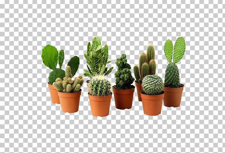 Houseplant Cactaceae Flowerpot Succulent Plant PNG, Clipart, Cactaceae, Cactus, Caryophyllales, Cut Flowers, Dracaena Free PNG Download