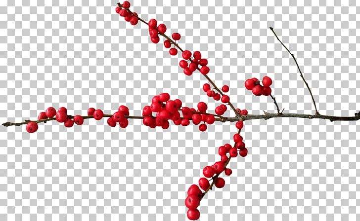 Berry Christmas Pink Peppercorn PNG, Clipart, Aquifoliaceae, Aquifoliales, Berry, Body Jewelry, Branch Free PNG Download