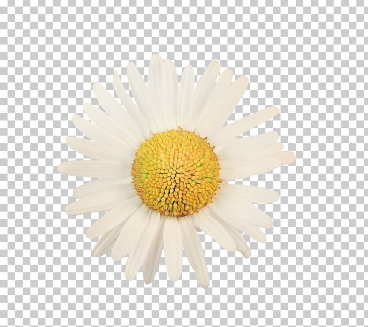 Oxeye Daisy Common Daisy Stock Photography Shasta Daisy PNG, Clipart, Argyranthemum Frutescens, Aster, Chrysanths, Cicek, Common Daisy Free PNG Download