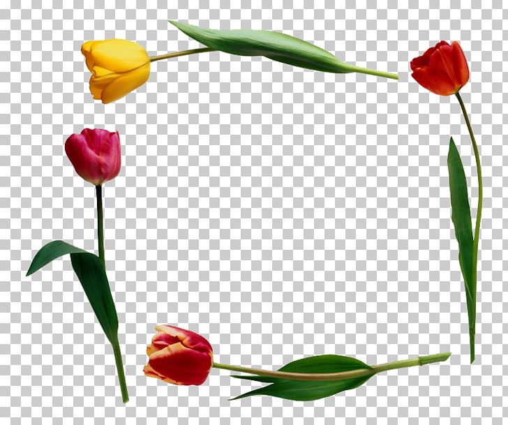 Tulip Flower PNG, Clipart, Color, Colorful Background, Coloring, Color Pencil, Colors Free PNG Download