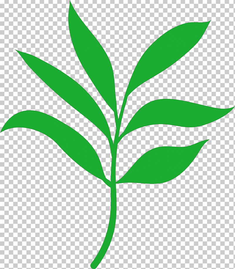 Palm Trees PNG, Clipart, Biology, Branch, Flower, Grasses, Leaf Free PNG Download