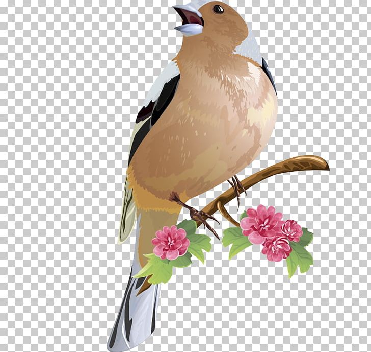 Bird PNG, Clipart, Animation, Beak, Bird, Bird Cage, Birds Free PNG Download