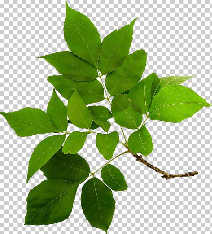 Branch Tree PNG, Clipart, Branch, Desktop Wallpaper, Digital Image, Herb, Herbalism Free PNG Download