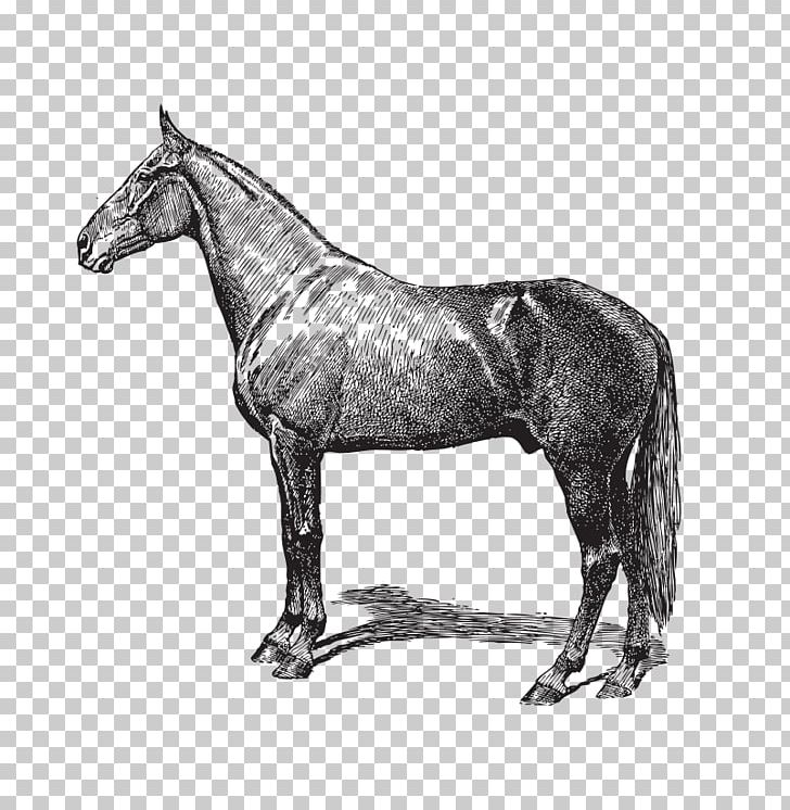 Livestock Horse Cattle PNG, Clipart, Animal, Broncos, Encapsulated Postscript, Farm, Hand Drawn Free PNG Download