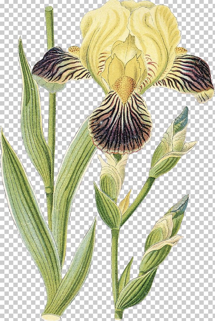 Orris Root Iris Germanica Iris Croatica Stock Photography PNG, Clipart, Alstroemeriaceae, Flower, Flowering Plant, Getty Images, Iris Free PNG Download