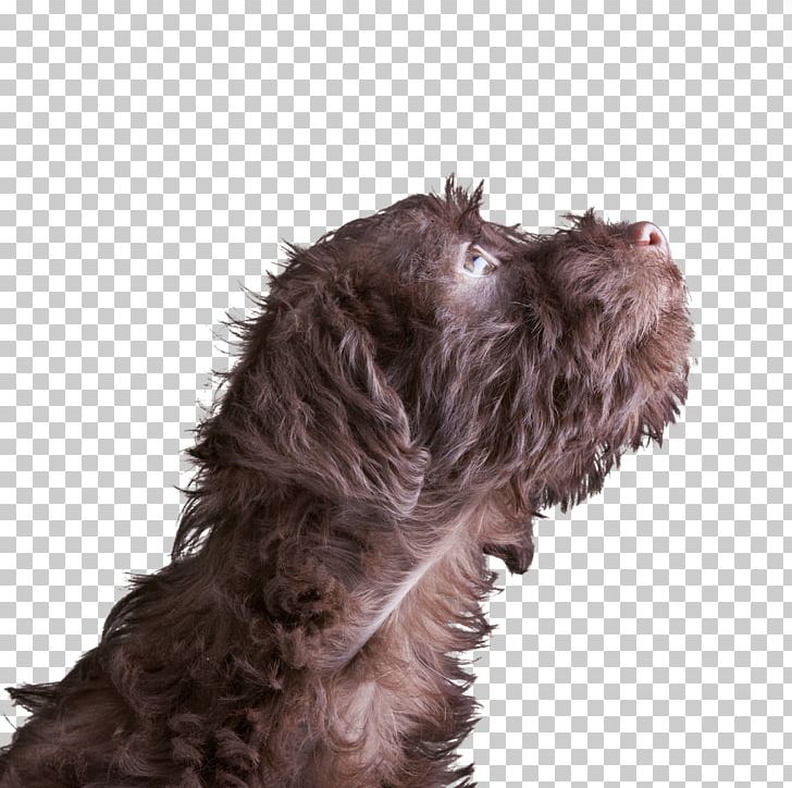 Schnoodle Miniature Schnauzer Wirehaired Pointing Griffon Spanish Water Dog Dog Breed PNG, Clipart, Animals, Carnivoran, Cockapoo, Dog, Dog Breed Free PNG Download