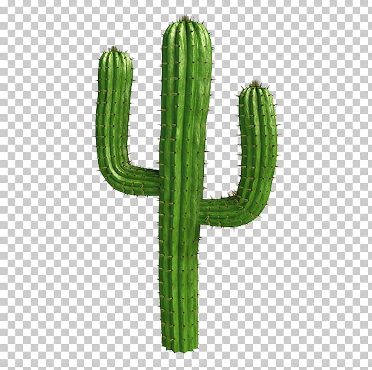 Cactaceae Saguaro Plant Desert Tree PNG, Clipart, Background Green, Cactus Garden, Cactus Green, Caryophyllales, Cgtrader Free PNG Download