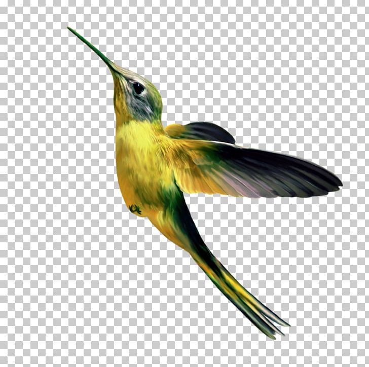 Hummingbird Gongbi Parrot 飛翔的小鳥 PNG, Clipart, Animals, Beak, Bird, Budgerigar, Companion Parrot Free PNG Download