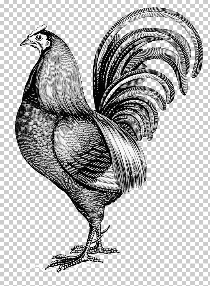 Leghorn Chicken Rooster Wall Decal Paper Printing PNG, Clipart, Art, Beak, Bird, Black And White, Chicken Free PNG Download