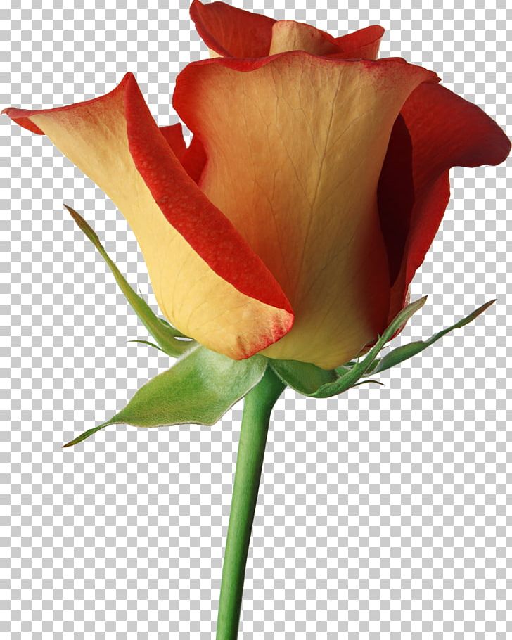 Black Rose Desktop Flower PNG, Clipart, Black Rose, Bud, Closeup, Color, Cut Flowers Free PNG Download