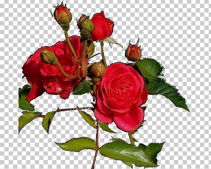 Garden Roses Cut Flowers PNG, Clipart, Author, Desktop Wallpaper, Floral Design, Floribunda, Floristry Free PNG Download