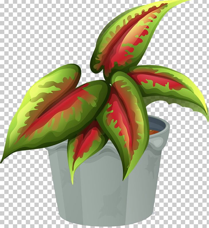 Leaf Ornamental Plant Flowerpot PNG, Clipart, Cactaceae, Clay, Flower, Flowering Plant, Flowerpot Free PNG Download