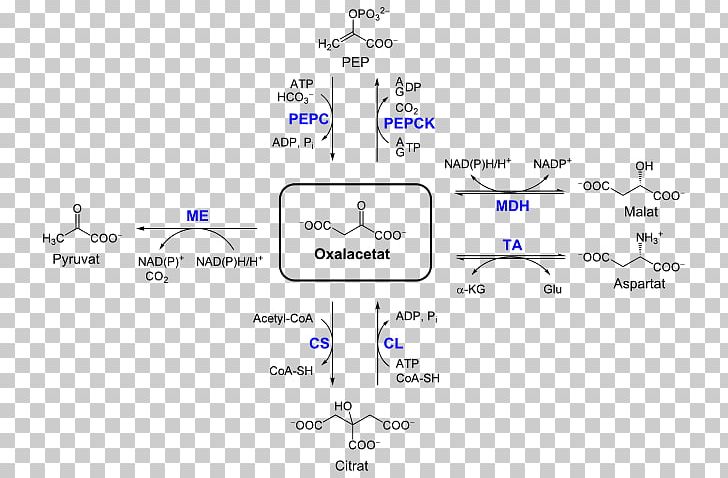 Oxaloacetic Acid Pyruvate Carboxylase Malate Dehydrogenase Pyruvic Acid Phosphoenolpyruvate Carboxykinase PNG, Clipart, Acetylcoa, Anaplerotic Reactions, Angle, Area, Martian Free PNG Download