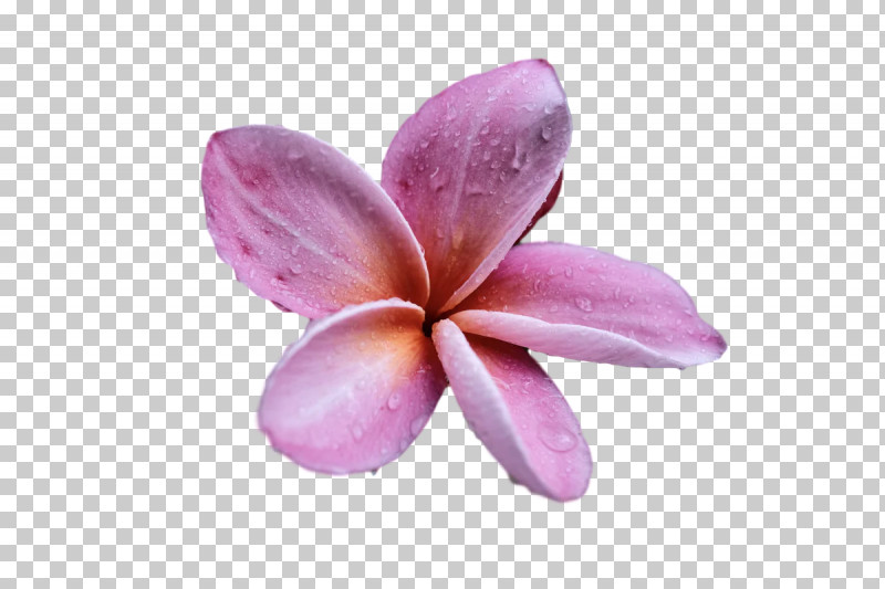 Lavender PNG, Clipart, Biology, Closeup, Flower, Lavender, Lilac M Free PNG Download