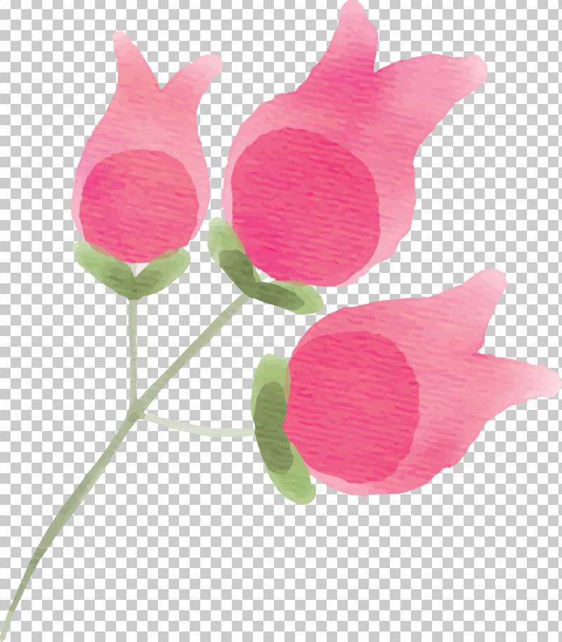Pink Flower Plant Petal Tulip PNG, Clipart, Anthurium, Bud, Cut Flowers, Flower, Herbaceous Plant Free PNG Download