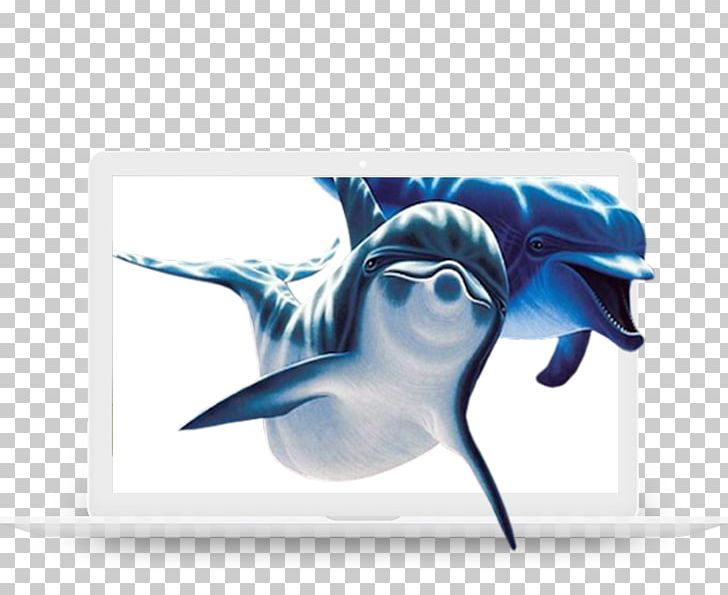 Dolphin PNG, Clipart, Animal, Animals, Blue, Cetacea, Computer Wallpaper Free PNG Download