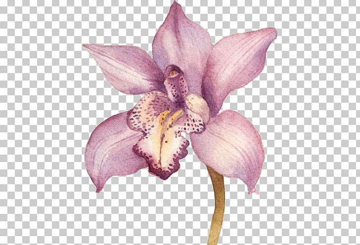 Drawing Orchids PNG, Clipart, Cattleya Orchids, Color, Flora, Flower, Flowering Plant Free PNG Download