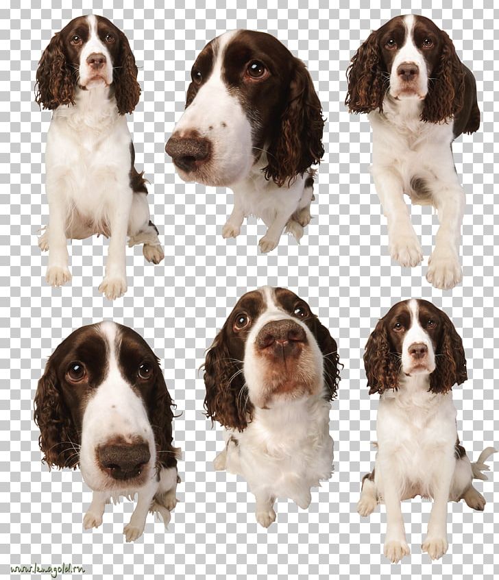 English Springer Spaniel Welsh Springer Spaniel Drentse Patrijshond English Cocker Spaniel Field Spaniel PNG, Clipart, Animals, Canidae, Carnivoran, Companion Dog, Dog Free PNG Download