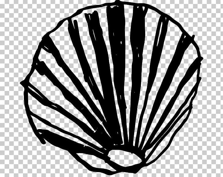 Seashell Clam Conch PNG, Clipart, Animals, Black And White, Clam, Color, Computer Icons Free PNG Download