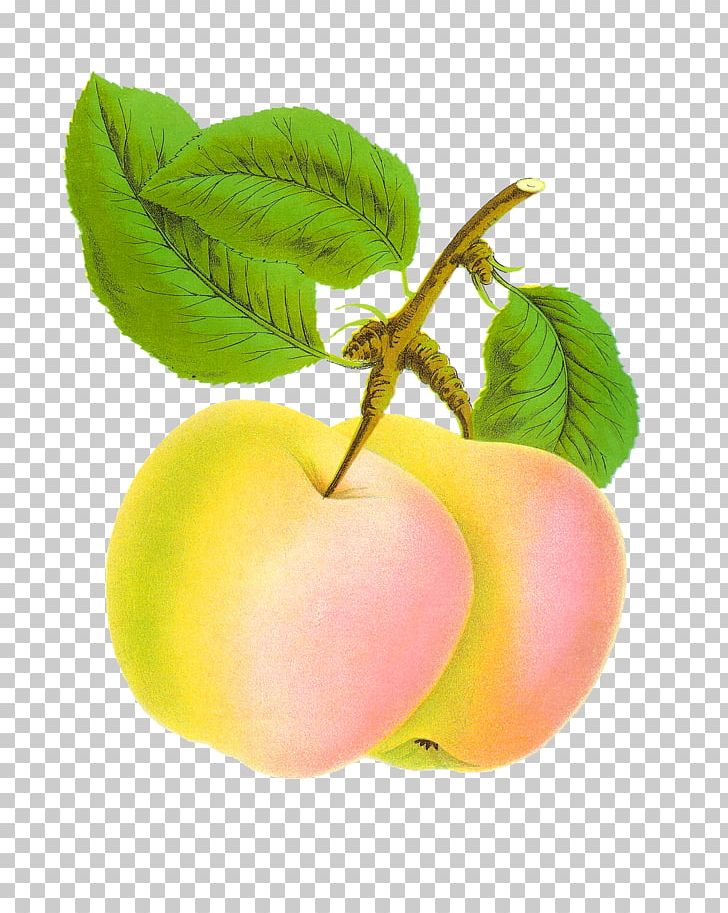 Apple Food Fruit PNG, Clipart, Apple, Apple Fruit, Document, Food, Food Drinks Free PNG Download