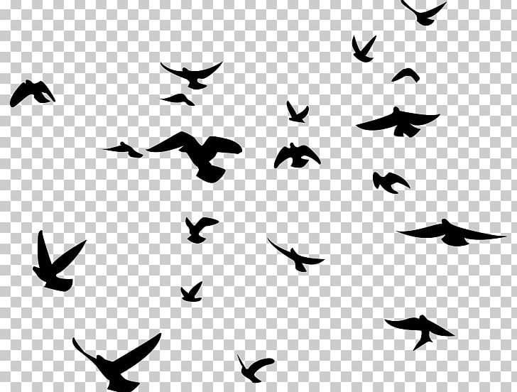 Bird Silhouette American Crow Flock PNG, Clipart, American Crow, Animal Migration, Animals, Beak, Bird Free PNG Download