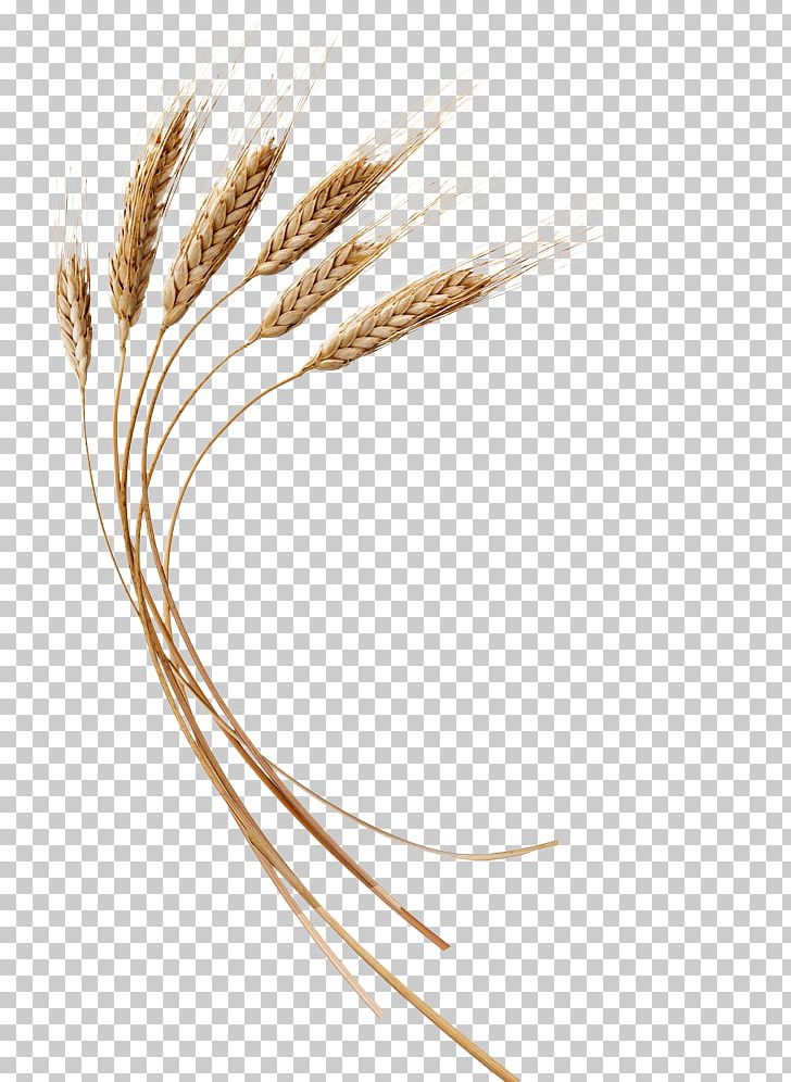 Emmer Grain Line PNG, Clipart, Art, Commodity, Emmer, Food Grain, Grain Free PNG Download