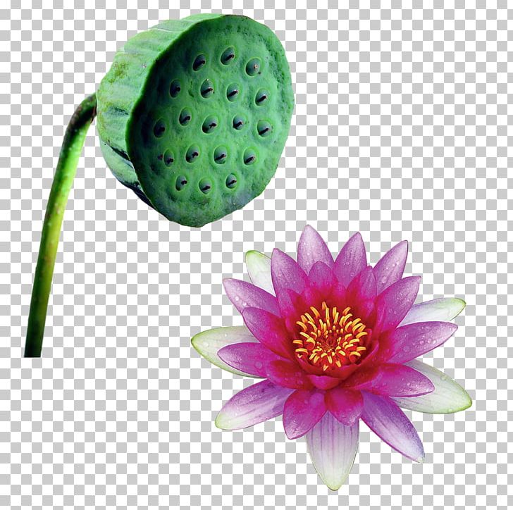 Paper Nelumbo Nucifera Flower PNG, Clipart, Albom, Aquatic Plant, Baby Shower, Daisy Family, Flower Free PNG Download