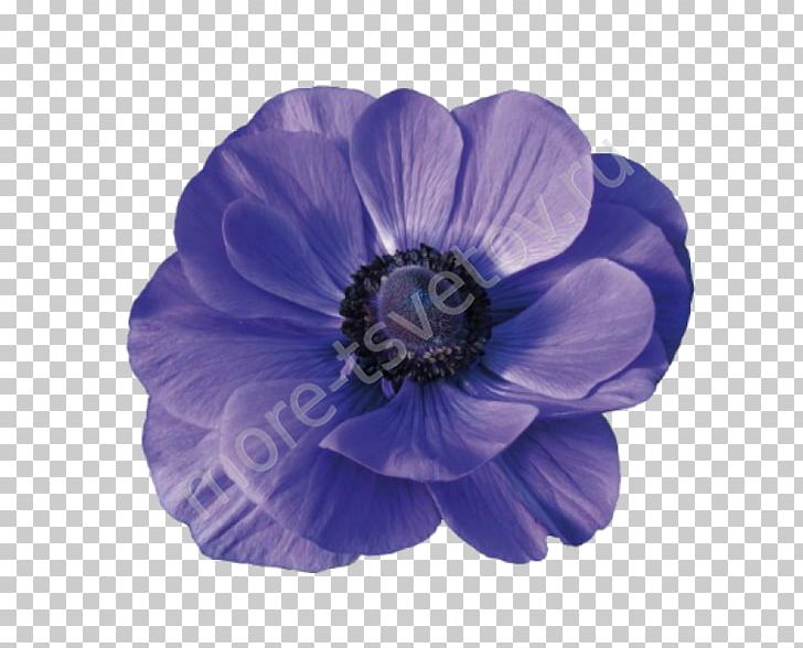 Sea Anemone Cut Flowers Blue Holambra PNG, Clipart, Anemone, Antirrhinum Majus, Blue, Buttercup, Cobalt Blue Free PNG Download