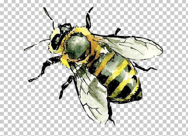 Western Honey Bee Hornet Insect Worker Bee PNG, Clipart, Animal, Arthropod, Bee, Beehive, Bee Honey Free PNG Download