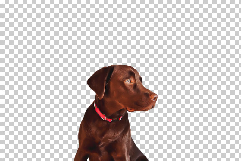 Labrador Retriever Puppy Dog Collar Snout Retriever PNG, Clipart, Breed, Collar, Dog, Dog Collar, Groupm Free PNG Download