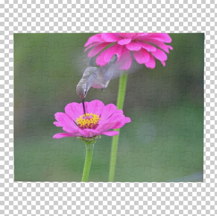 Garden Cosmos Lawn Wildflower Pink M Plant Stem PNG, Clipart, Cosmos, Flora, Flower, Flowering Plant, Garden Free PNG Download