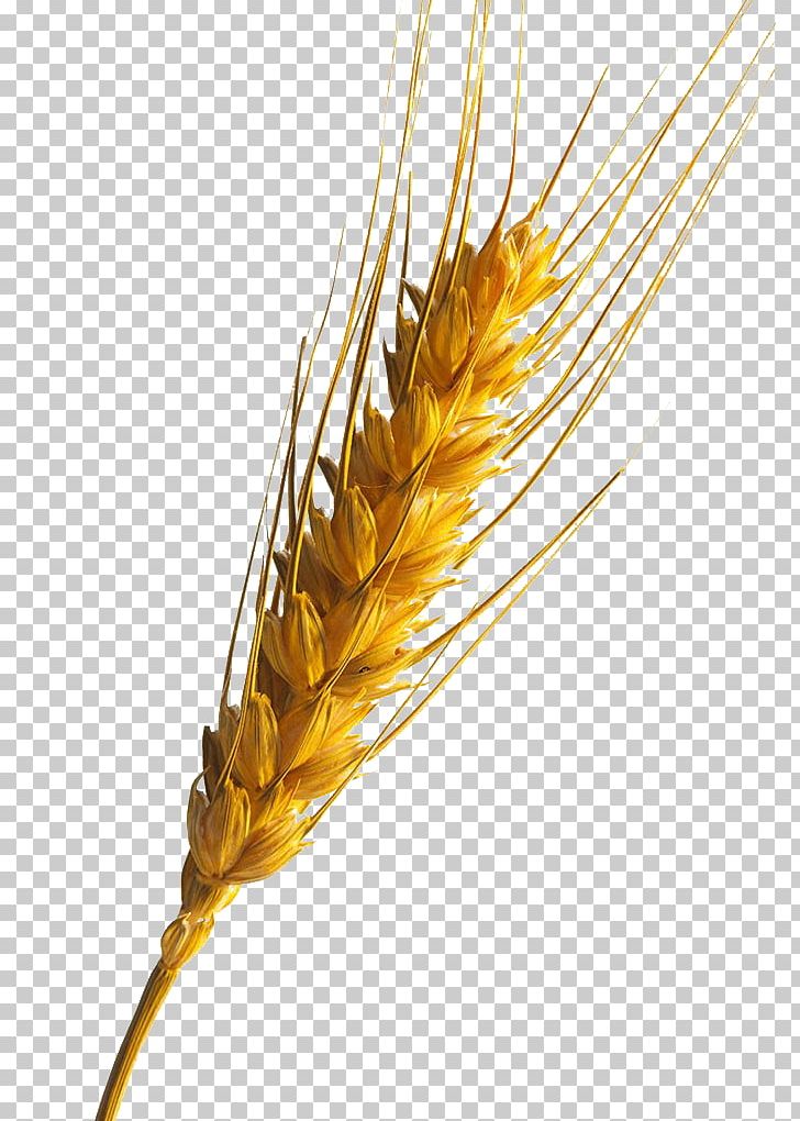 Emmer Information PNG, Clipart, Cartoon Wheat, Cereal, Commodity, Data, Download Free PNG Download