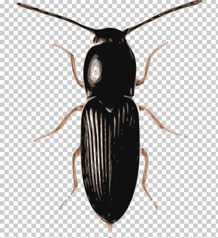 Beetle Computer Icons Ladybird PNG, Clipart, Animals, Arthropod, Beetle, Bugs, Computer Icons Free PNG Download