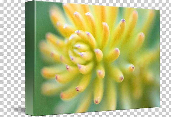 Close-up PNG, Clipart, Closeup, Ec Lab Furnityre Top View, Flower, Others, Petal Free PNG Download