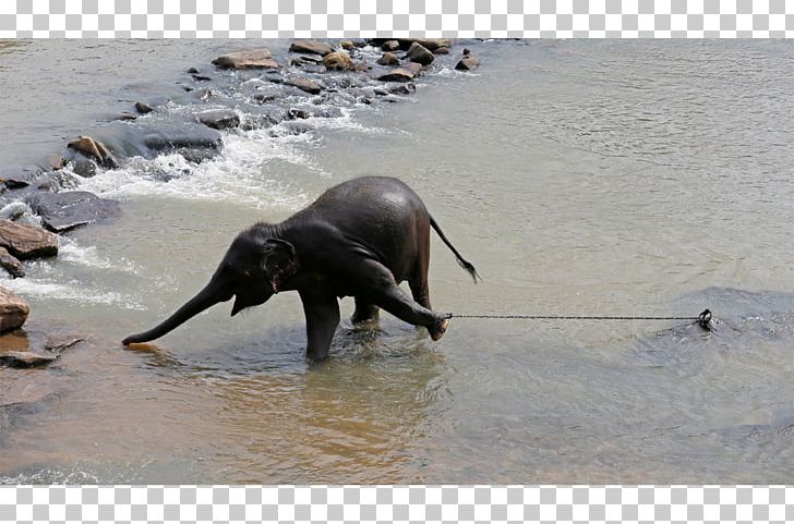 Indian Elephant African Elephant Pinnawala Elephant Orphanage Pachydermata PNG, Clipart, African Elephant, Animal, Animals, Asian Elephant, Elephant Free PNG Download