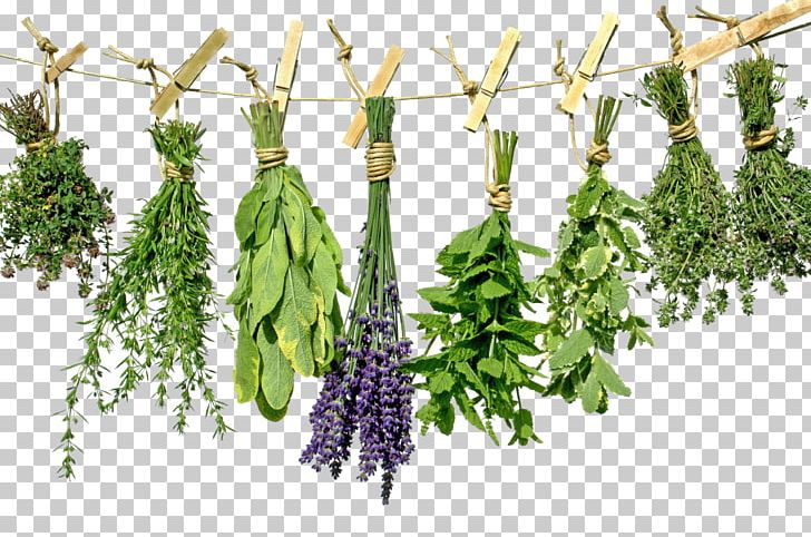 Tea Herb Greek Cuisine Health Spice PNG, Clipart, Branch, Flavor, Food, Food Drinks, Food Drying Free PNG Download