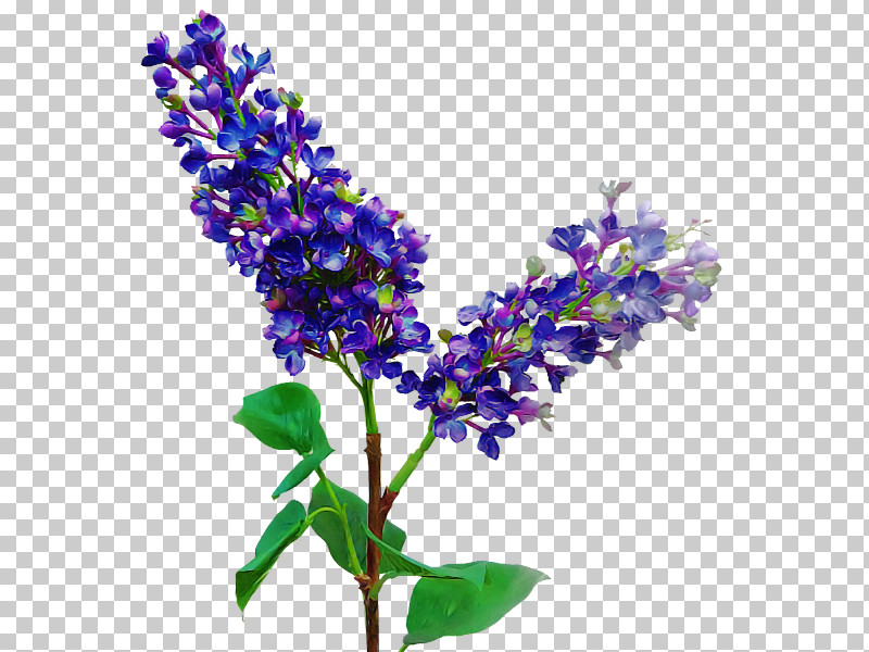 Lavender PNG, Clipart, Bluebonnet, Buddleia, Common Sage, Cut Flowers, Delphinium Free PNG Download