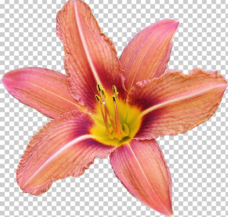 Amaryllis Cut Flowers Petal PNG, Clipart, Amaryllis, Cut Flowers, Daylily, Flower, Flowering Plant Free PNG Download