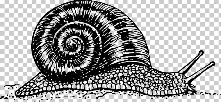 Burgundy Snail Land Snail PNG, Clipart, Animals, Artwork, Black And White, Burgundy Snail, Drawing Free PNG Download